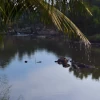 Bơ sông Dinh tại Dalis Waterfall Lagi